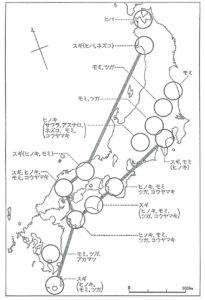 天然杉の伝播